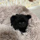 주식회사 온힐펫 당하점 | 반려견 ]강아지 생일파티