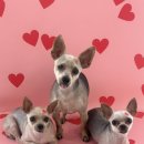 꾸니베어 이미지