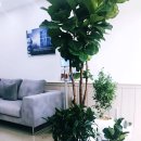 시그니아 독일보청기 성남수정센터 이미지