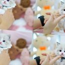 강남고양이분양 스타돌스 | 강남고양이분양 스타돌스, 사랑스러운 반려묘를 만나보세요! 🐾
