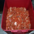 전통가자미식혜 이미지