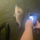 시흥드림바다 낚시터 이미지