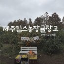 서호농장 | 서귀포귤체험 찐후기 인생 샷 성지 제주킴스농장 귤창고