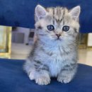 도그마루 강아지고양이 청주점 이미지