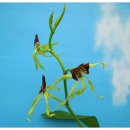 clamshell orchid,cockleshell orchid &amp;프로스테키아 코클레아타 이미지