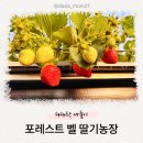 용덕농장 | 겨울 용인 딸기 체험농장 : 포레스트 벨 딸기농장 수확 후기