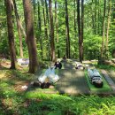 치유의 숲 이미지