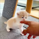 일산파주강아지분양고양이분양 바니캣 | 김포고양이분양 러시안블루입양 가격 (feat 일산 파주 부천)