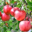 사과나무 이미지