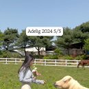 140. 청초원 승마장 대마장 완공! 등자 빼고 경속보 도전