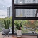 돼지도온 이미지