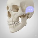 성치과의원 | 턱관절치료치과 호구 안되려면 &#39;3가지&#39; 기억하세요