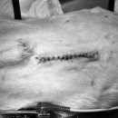 동탄원더스동물의료센터 이미지