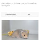 골든햄스터분양 탬펫 이미지