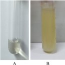 푸른 꽃게(Portunnus segnis)의 와편모충류 Hematodinium sp. 이미지