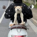 행복한 강아지 이미지