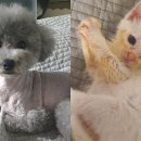 멍멍이가 있는 집 이미지