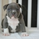 하이롤러 이미지