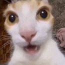 윤카모토데이즈