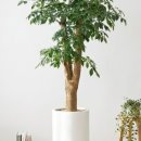 해피트리 이미지