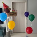 라뭉이네 | 대전 라뭉스튜디오 강아지 생일촬영 🐶/ 크림이 5살 기념사진 후기📝