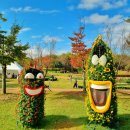 연천 전곡리 선사유적지 국화축제 이미지