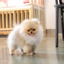 쭈쭈바 이미지