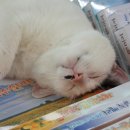 고양이 마을 이미지