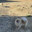 세종애견훈련소 네이버블로그
