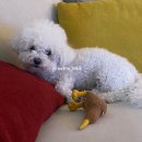 버디그루밍 이미지