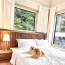 숲속 댕댕이(애견미용실) 이미지