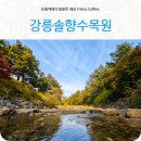 솔향수목원(솔숲광장) | 가을나들이 코스 강릉솔향수목원 멋진 강원도 강릉계곡