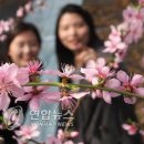 복사꽃 이미지