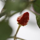 한우리약국 이미지