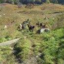 보어염소천국 이미지