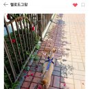 헬로도그맘 이미지