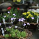 양재시장 이미지