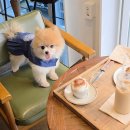 멍냥멍냥 미용실 이미지