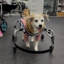 워크앤런 | [리뷰] 강아지 휠체어 제작 후기 - 워크앤런