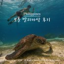 아일랜드수중 | 보홀 발리카삭 거북이 호핑투어 스노쿨링 버진아일랜드 놀다보홀 후기