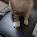 개와고양이 - 부천시 오정구 역곡로482번길 64 | 개와고양이