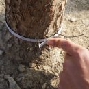 이팝나무 펜션 이미지