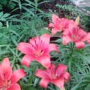 지동산촌마을 이미지