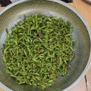 좋은차만들기 | 아산 평생학습관 한방꽃차 소믈리에 번행초 차 만들기 후기