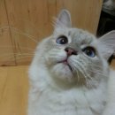 소울캣 이미지