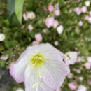 이레올래 이미지