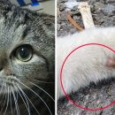 고양이 수염 이미지