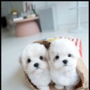 퍼피 라이프 이미지