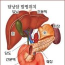 당뇨병의 키를 쥐고 있는 췌장 이미지