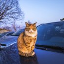 아라동물병원 이미지